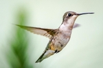 Hovering Hummer