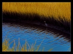 Blue Heron