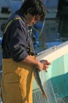 Checking the nets _FR001