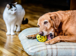 PetLove Nuzzle Puzzle