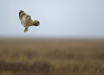 SHORT EARED OWL / REF SEO 6