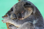 Koala Asleep 1