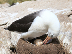 Black-browed Albatross checks egg, West Point Island, Falklands