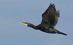 Cormorant Fly-By