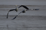 GREY HERON 8