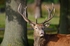 Red Deer