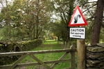 Squirrel Crossing
