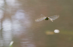 Southern Hawker Dragonfly, Cheshire
