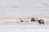 Wyoming Bachelor Group