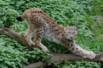 lynx