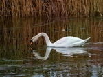 Mute Swan