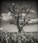 Lone Tree Whipley Manor Farm 10932