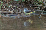 Grey Wagtail, Bandhavg...