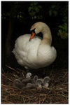 Mute Swan and Cygnets