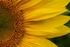 Sunflowers4