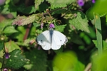 Small White