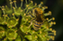 Colletes hederae (f)