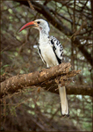 Red billed hornbill
