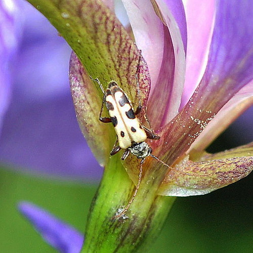 A Flower Longhorn Beetle on a blueflag iris flower.