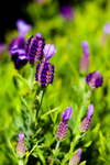 Lavender-222