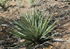 Yucca Plant