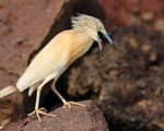 Squacco Heron with open bill showing serrated tongue