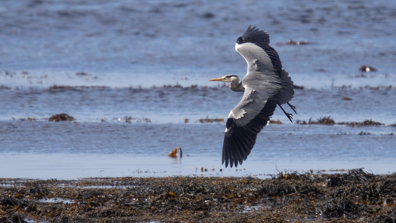 Grey Heron - Kildonan - Isle of Arran - Scotland