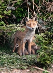Vixen and Cubs