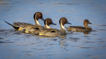 Pintails on the Prowl
