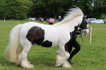 SIAL2901
