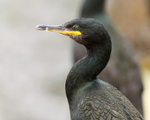 Shag close-up in the harbour at St Peter Port
