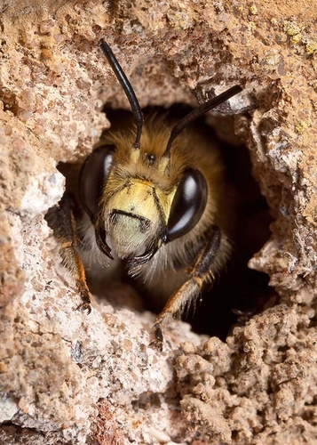 Male Hairy-footed Flower Bee ([i]Anthophora plumipes[/i]), looking out of a nest burrow in an old stone wall.