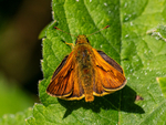 Large Skipper