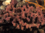 Haliclona viscosa