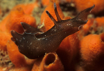 Aplysia punctata