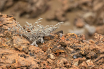 Grey Matplant Tiquilia nesiotica, Bartolome, Galapagos