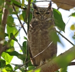 Greyish Eagle Owl