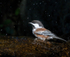 Chestnut-backed Chickadee