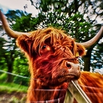 Animals-026