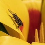 Hoverfly on a tulip