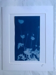 'Shadows' One of a kind original non destructive cyanotype