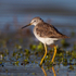 Lesser Yellowlegs (juvenile) on the Port Meadow floods