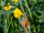 Large Skipper