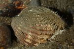 Acanthocardia echinata