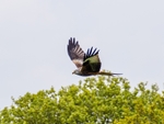 Red Kite