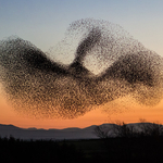 Starlings