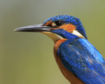 Kingfisher (male) close in sunshine, Scotland