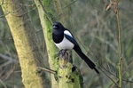 Magpie