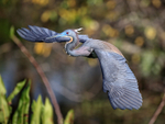 Tricolored Heron flying wings outstretched, Wakodahatchee Wetlands