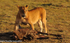 Lionness has kiilled a wildbeest.